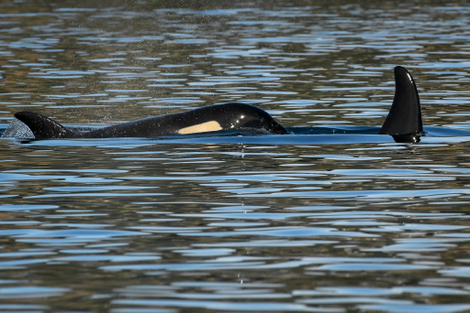 J-50 is seen here with his sister.